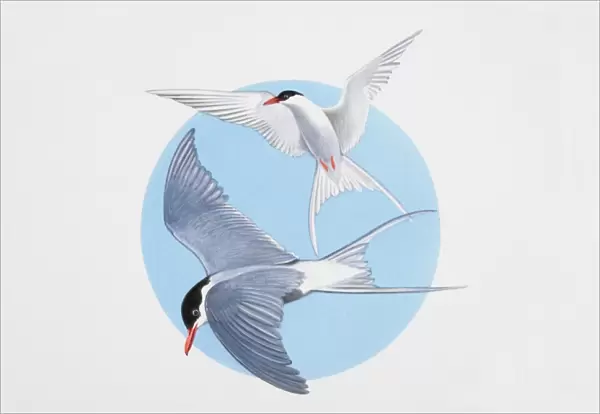 Arctic terns in flight