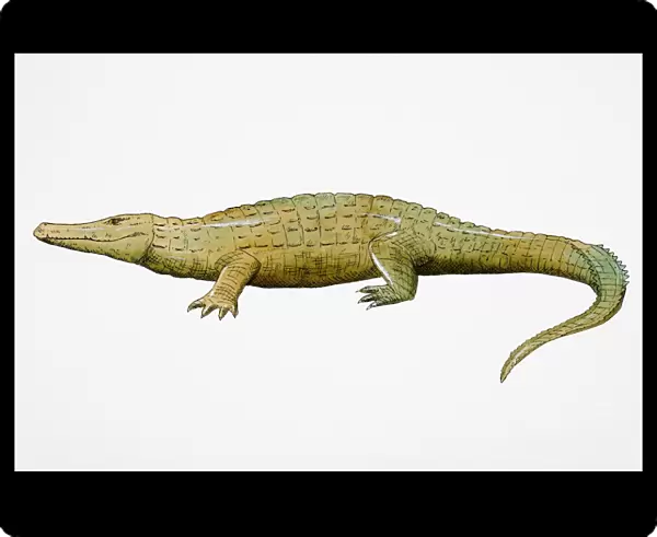Crocodile (Crocodlylidae), side view