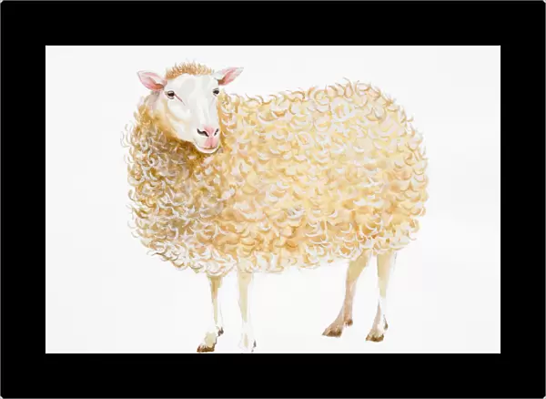 Standing Domestic Sheep (Ovis aries)