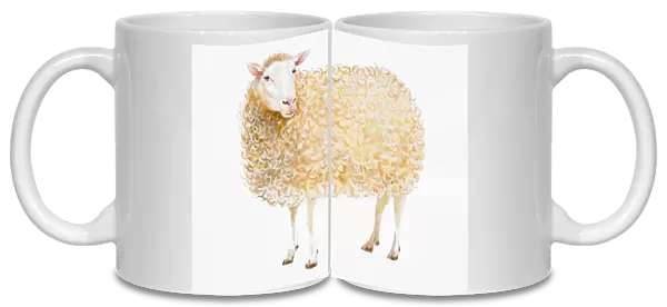 Standing Domestic Sheep (Ovis aries)