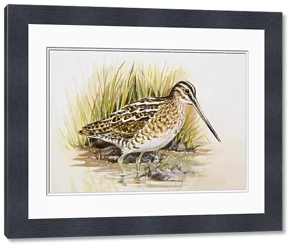 Snipe (Gallinago gallinago), wading in water, side view