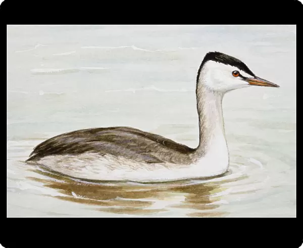 Great crested grebe (Podiceps cristatus) in the water, side view