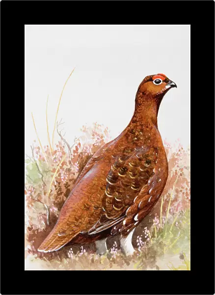 Willow grouse (Lagopus lagopus) in heathland, side view