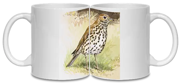 Song thrush (Turdus philomelos), standing, side view
