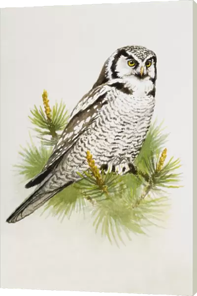 Hawk owl (Surnia ulula), perching on a pine branch, side view
