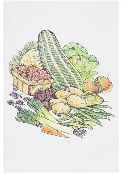 Illustration, assorted fresh fruit and vegetables, Cauliflower and Cabbage heads, Marrow, Apples, Pear, Potatoes, Runner Beans, Leak, Carrot, Strawberries, Blackberries, Beetroot