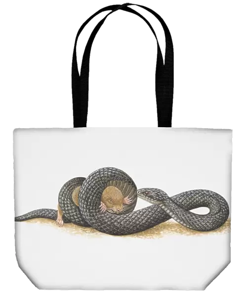 Illustration, African Mole Snake (Pseudaspis cana) coiling its body tightly around small rodent and trapping it, side view