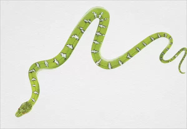 Illustration, slithering Emerald Tree Boa (corallus caninus), view from above