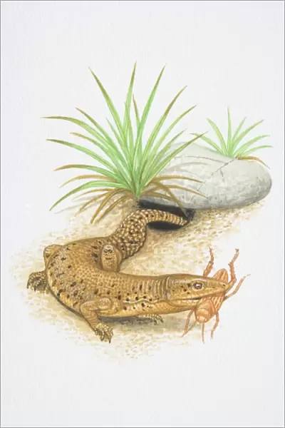 Illustration, Short-tailed Monitor (Varanus brevicauda), emerging from undergound-dwelling hole with insect in its jaws, side view