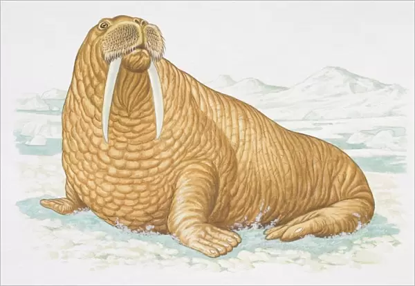 Illustration, Walrus (Odobenus rosmarus) sitting on icy surface, side view
