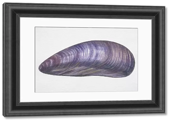 Illustration, Edible Mussel (Mytilus edulis), oval purplish-grey shell