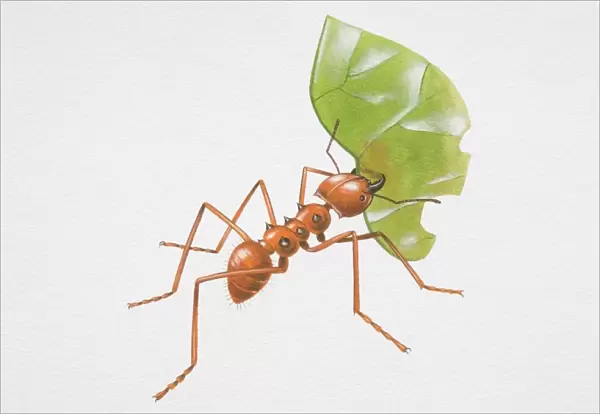 Illustration, red Leafcutter Ant (Atta sp. ) carrying partially eaten leaf in its mouth, side view