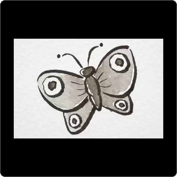 Illustration, Butterfly with eyespots on wings