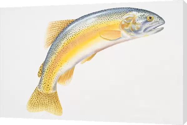 Illustration, Rainbow Trout (Oncorhynchus mykiss) with its tail curved downwards, side view