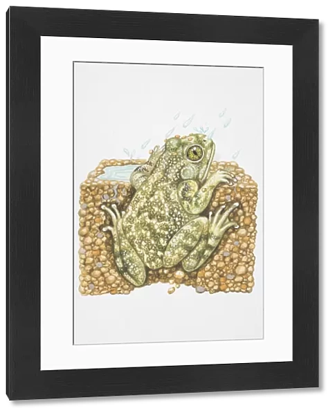 Illustration, American Spadefoot Toad (Scaphiopus sp. ) peeking out from burrow in the rain, rear view