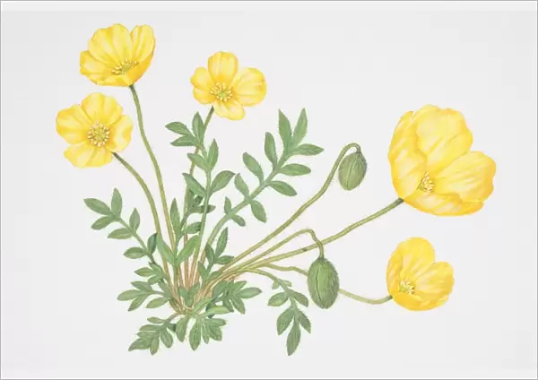Small green leaves and bright yellow flowers, some closed, of Papaver lapponicum, Arctic Poppy