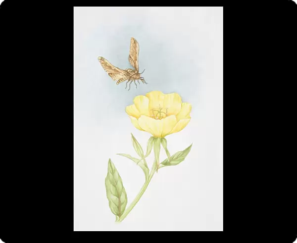 Single yellow flower of Oenothera speciosa Rosea, Evening Primrose, moth flying overhead