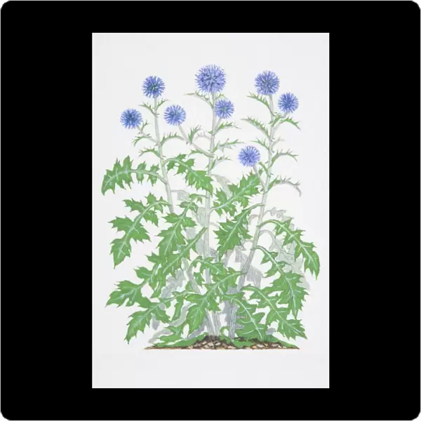 Illustration, Echinops ritro, Globe Thistle, three stalks with spiny lobed leaves and round blue flowers
