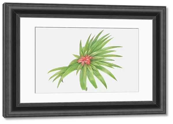 Illustration, Bromeliad, red flower amid layers of long pointy leaves