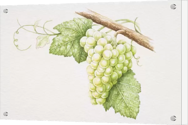 Bunch of green Chardonnay grapes on vine
