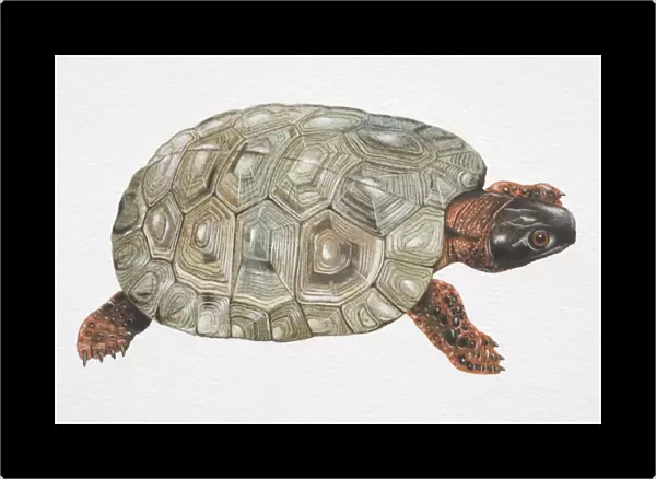 Wood Turtle (Clemmys insculpta) with olive green carapace, black head and spotted red limbs, hight angle view