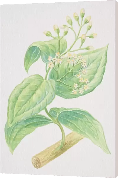 Cinnamomum verum, Cinnamon stalk with flowers and buds