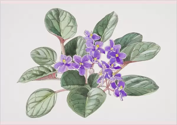 Saintpaulia, African Violet with purple flowers, elevated view