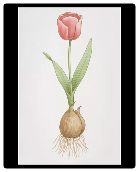 Tulipa, red Tulip flower growing out of bulb, front view