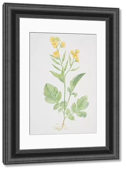 Brassica hirta, Mustard, flowering plant