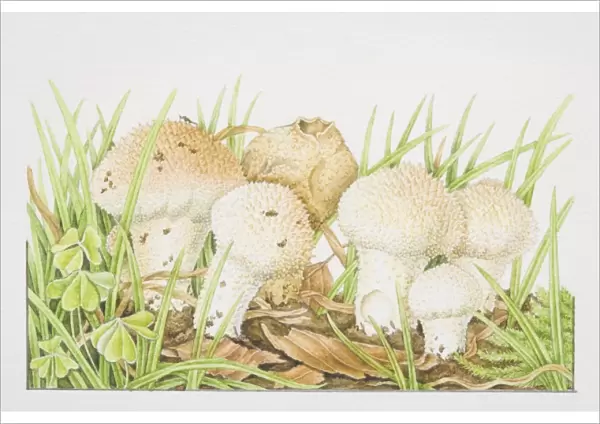 Lycoperdon perlatum, Common Puffball mushrooms fruiting among grasses