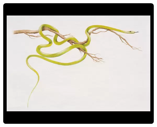 Flying Tree Snake (Chrysopelea pelias) slithering around a thin branch, side view