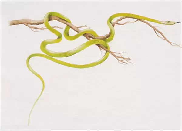 Flying Tree Snake (Chrysopelea pelias) slithering around a thin branch, side view