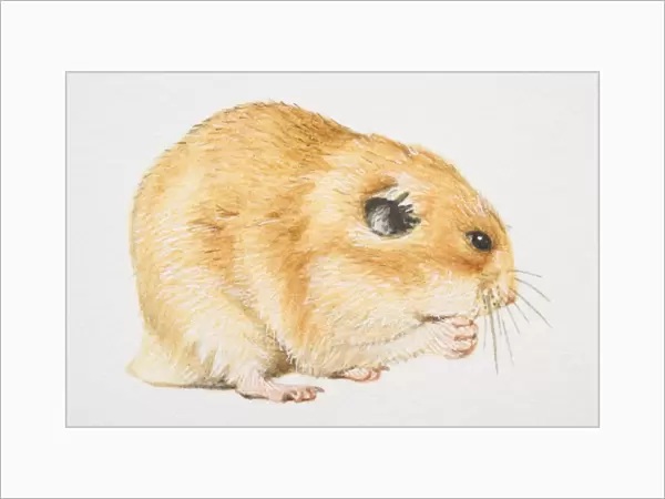 Common Hamster (cricetus cricetus) feeding, side view