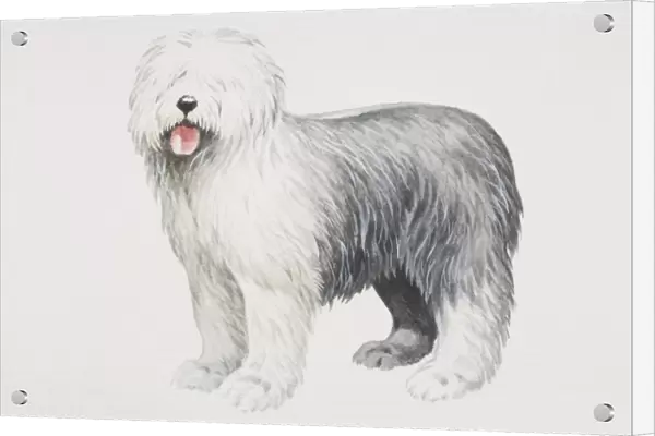 Old English Sheepdog (canis familiaris), side view