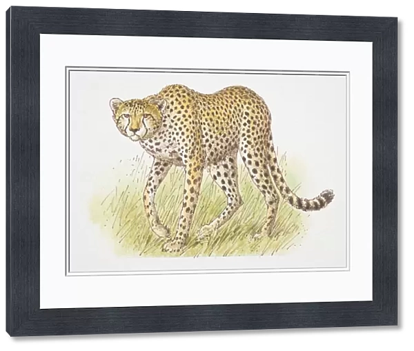 Cheetah (acinonyx jubatus) front view