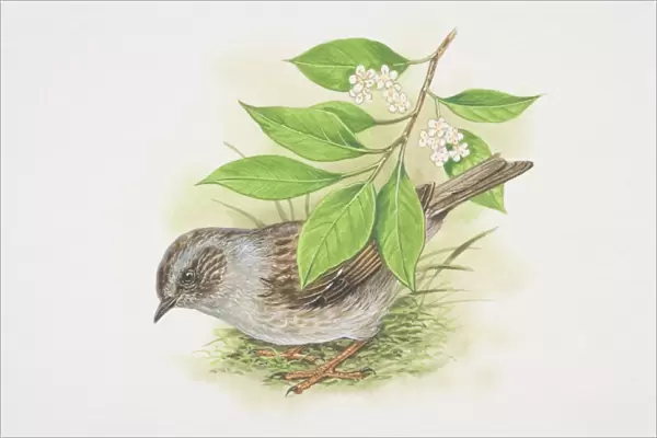 Dunnock (Prunella modularis), illustration of small brown and grey bird