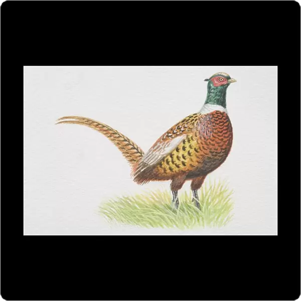 Common Pheasant (Phasianus colchicus), standing on grass, side view