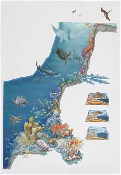 Underwater scene depicting various animal species inhabiting coral reef