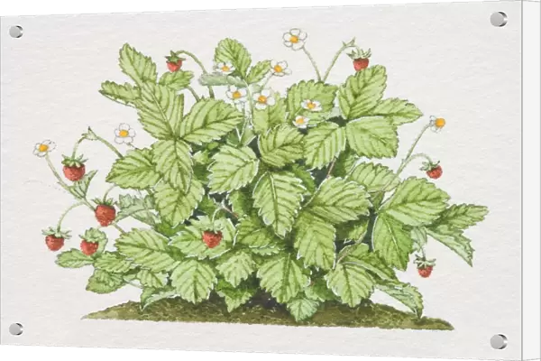 Fragaria vesca, Wild Strawberry plant