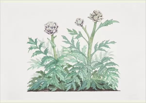 Cynara scolymus, Globe Artichoke plant