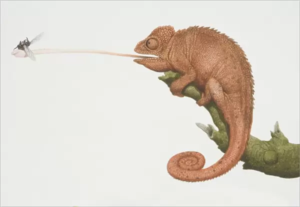 Furcifer oustaleti, Oustalets Chameleon perched on a tree branch catching a fly by extending out its tongue
