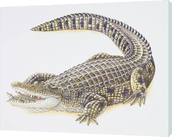 Crocodlyus niloticus, Nile Crocodile carrying its offspring in its mouth