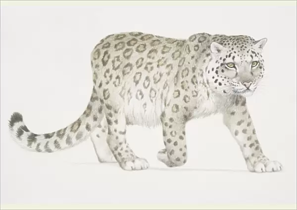 Panthera uncia, Snow Leopard