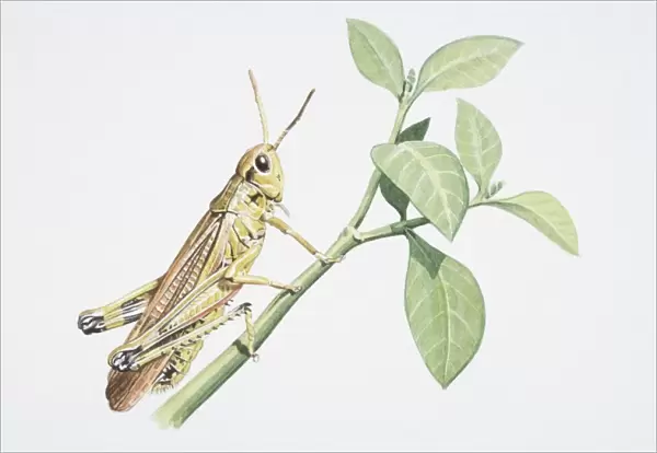 Chorthippus brunneus, Common Field Grasshopper perched on a green twig, side view