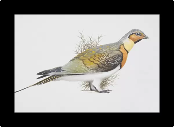Pterocles alchata, Pin-tailed Sandgrouse, side view