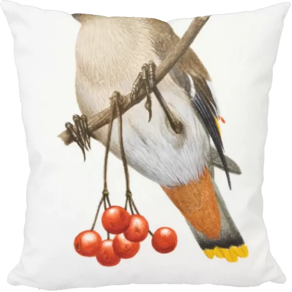 Bombycilla garrulus, Bohemian Waxwing perched on a tree branch by red berries