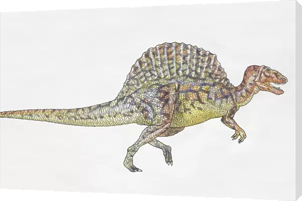 Spinosaurus, side view
