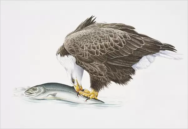 Bald Eagle, Haliaeetus leucocephalus, eating fish