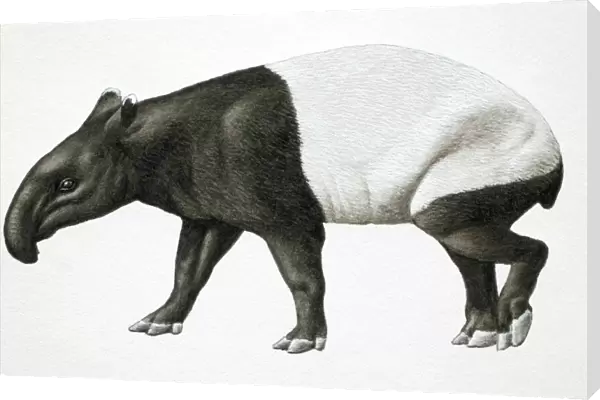 Malayan Tapir, Tapirus indicus, side view