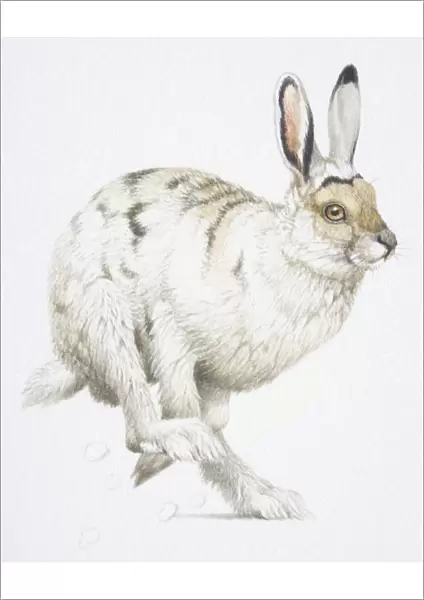 A white Arctic Hare, Lepus arcticus, running, pointing right